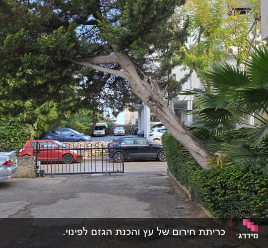 עץ נוטה על גדר ליד חניה